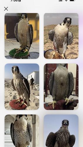 طلب خاص 9 charms
