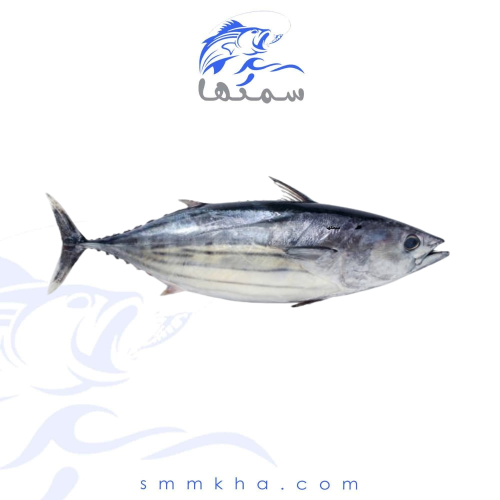 سمك الثمد التونة -السعر 5 كيلو
