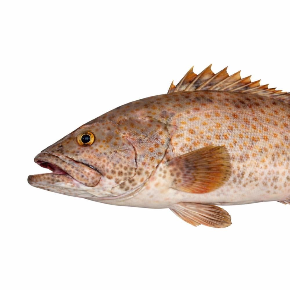 كل ما تحتاج معرفته عن سمك الهامور: فوائد، نصائح شراء ووصفات من متجر سمكها”