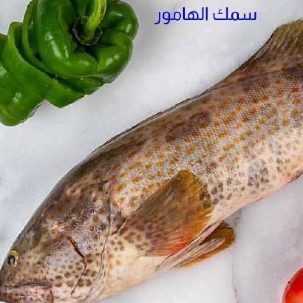 كل ما تحتاج معرفته عن سمك الهامور: فوائد، نصائح شراء ووصفات من متجر سمكها