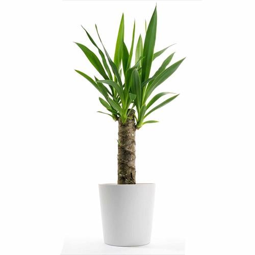 نبات اليوكا و اسمه العلمي Yucca - 50 سم