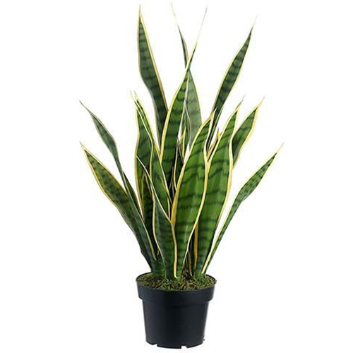 صبار جلد النمر الكبير واسمه العلمي Sansevieria Tri...