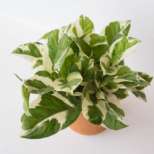 بوتس إنجوي 30سم “Epipremnum aureum “Njoy