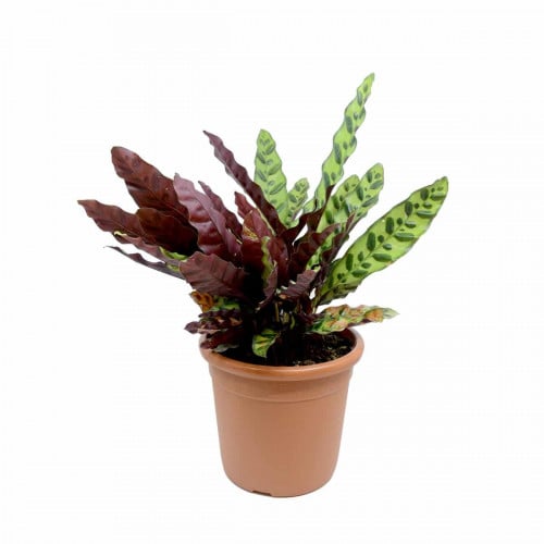 كالاثيا انسجنس 30 سم Calathea Insignis