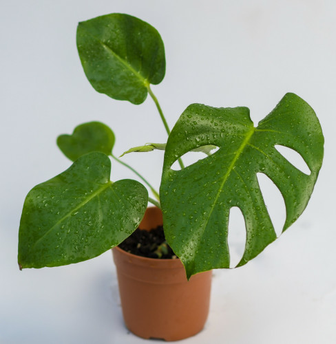 مونيسترا 30 سم Monstera