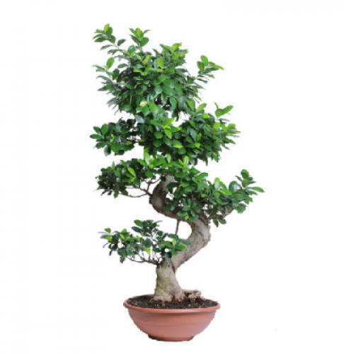 فيكس مايكروكاربا ( شكل Ficus Microcorpa 100-80 cm...