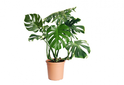 مونيستيرا (القفص الصدري) MONSTERA 50cm