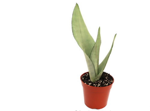 صبار ضوء القمر 40 سم Sansevieria Moonshine