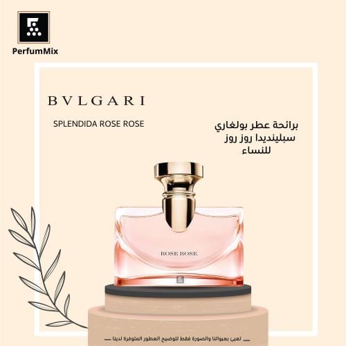 Splendida Rose Rose