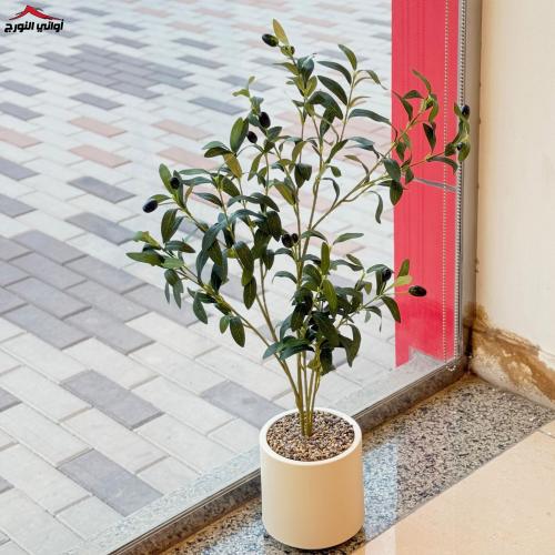 شجرة زيتون مع الحوض