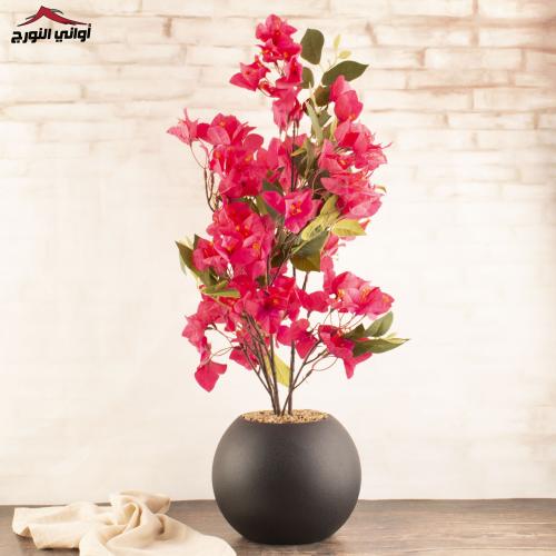 شجرة ورد جهنمي وردي