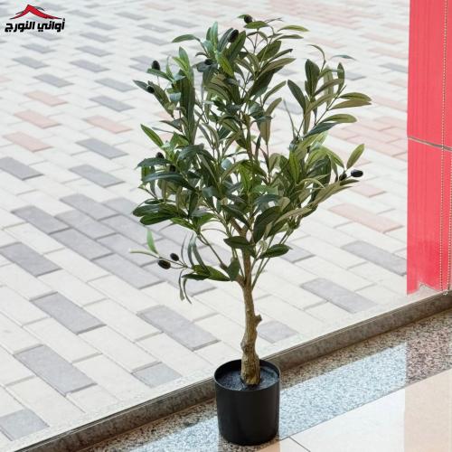 شجرة زيتون صغيره