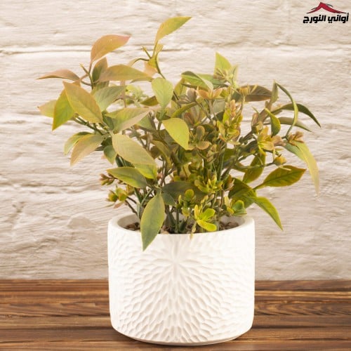 فازة زهور أخضر برتقالي