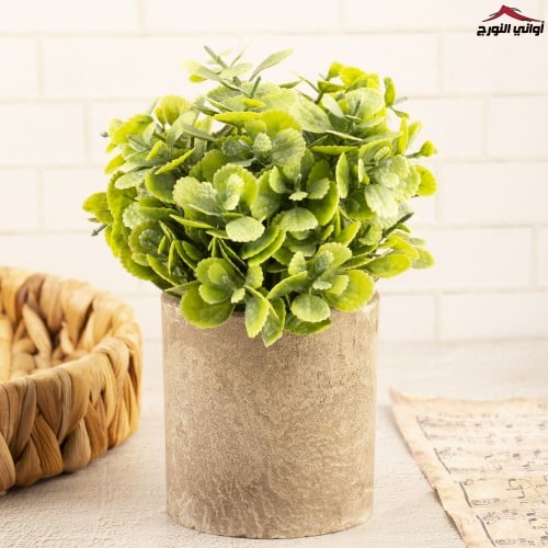 فازة زهرة النعناع