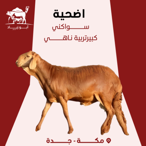 أضحية سواكني تربية فاخر