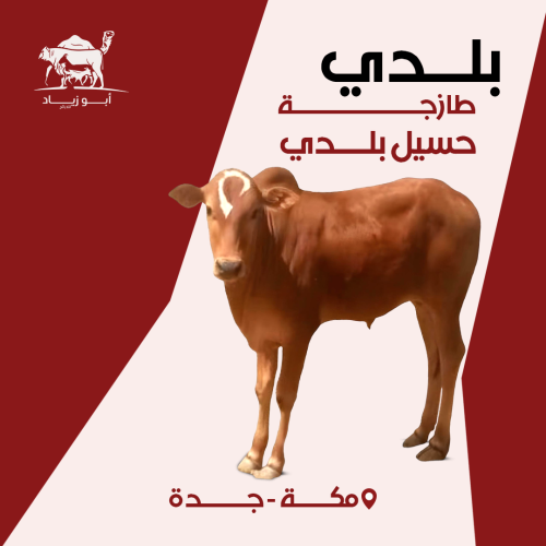 حسيل بلدي