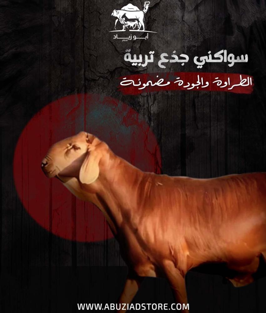 أبو زياد للذبائح في مكة وجدة: ذبايح حري وسواكني وتيوس مع تقسيط تمارا وتوصيل للمناسبات