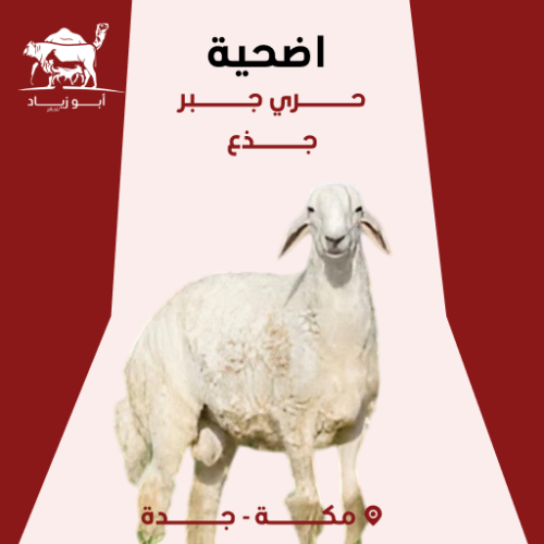 اضحية حري جبر جذع