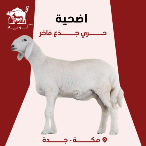 اضحية حري جذع فاخر
