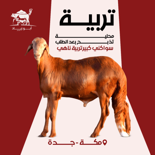 سواكني كبير تربية ناهي