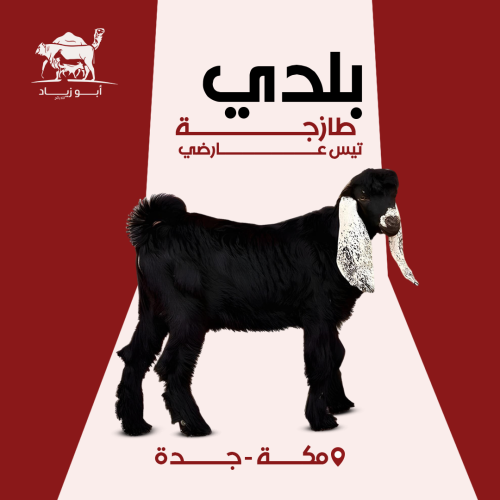 تيس عارضي