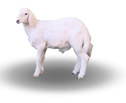 هرفي صغير