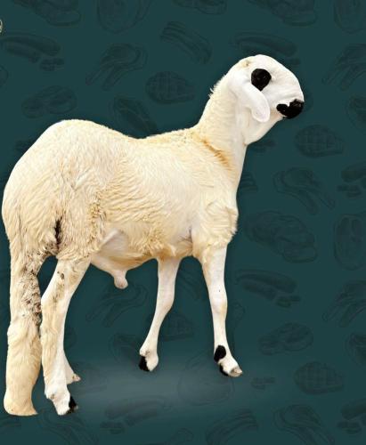 سواكني ابيض