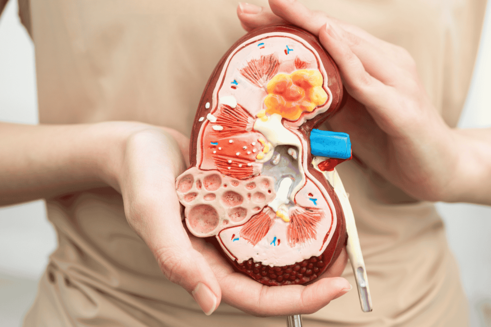 دليل شامل لدعم الكلى والمسالك البولية: مكملات، أعشاب، وعادات فعّالة