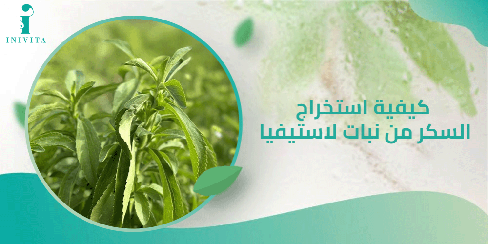 كيفية استخراج السكر من نبات الاستيفيا