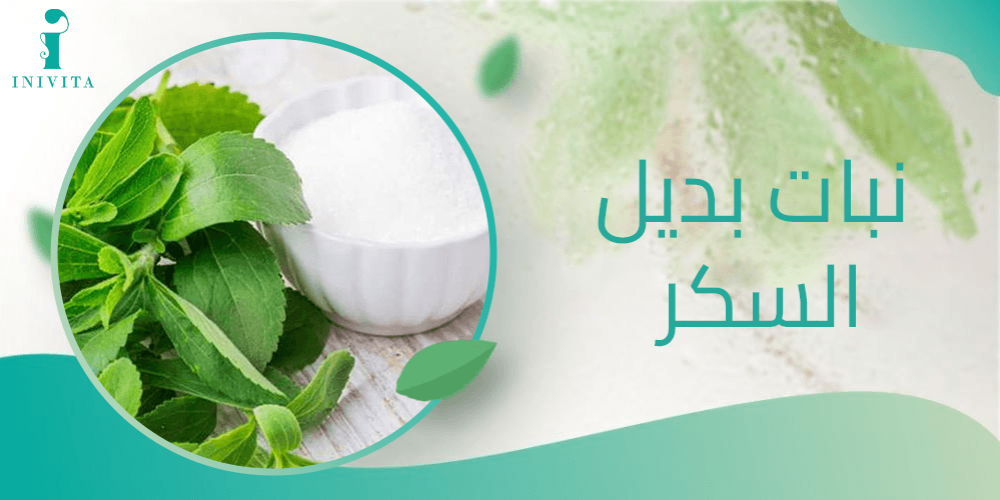 نبات بديل السكر