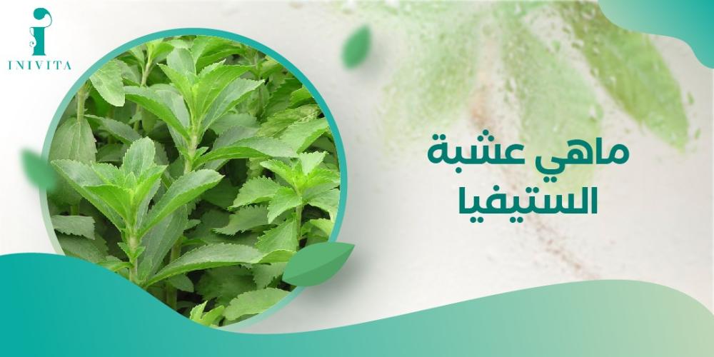 ماهي عشبة الستيفيا