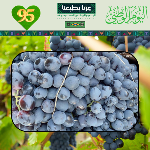 عنب اسود انتاج مزارع الطائف