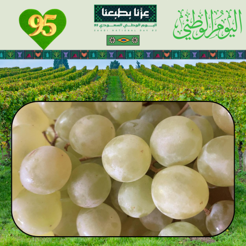 عنب بني سعد جنوب الطائف