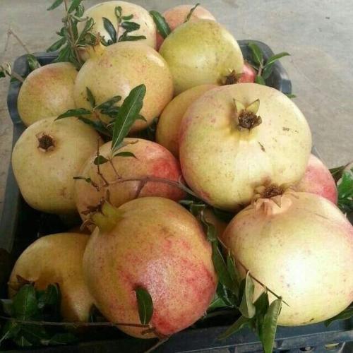 كرتون ثمار رمان حجم الثمار كبير