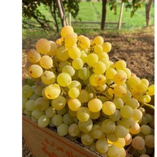 عقل عنب الباحة بلدي