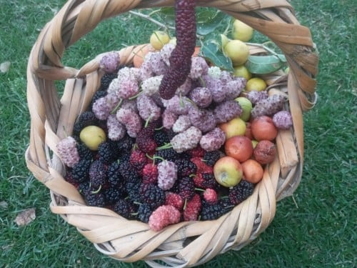 عقل توت الخد الجميل الوردي