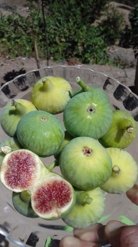 عقل تين نابوت مغربي