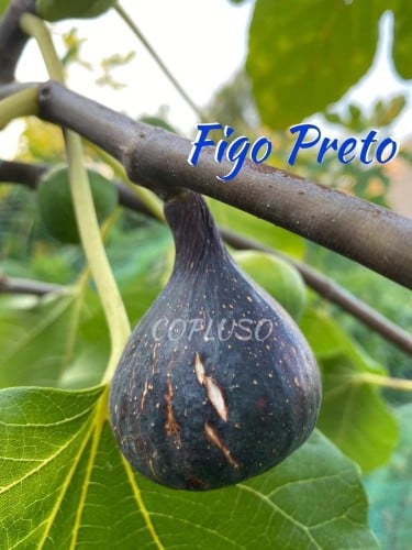 عقل تين فيقو بريتو