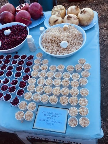 عقل الرمان الأبيض هاكو بوتان