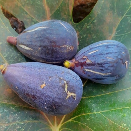 عقل تين بزولة العودة مغربي