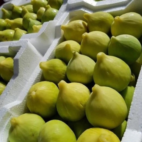 عقل تين  ايرلي قرين