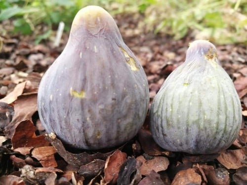 عقل تين كول دي دام بلانكا نيجرا