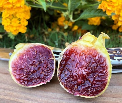 عقل تين كول دي دام جيجانتينا