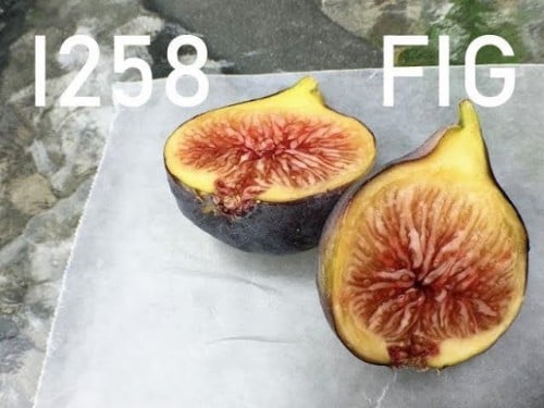 عقل تين ايطالي 258