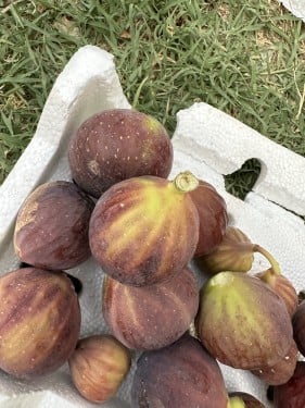 عقل تين اللمضار  مغربي