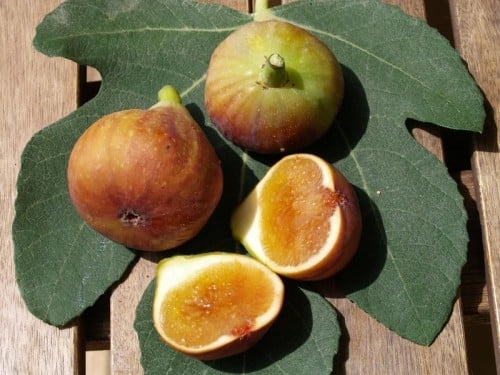 عقل تين مادلين فرنسي