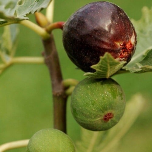 عقل تين آيس كريستال