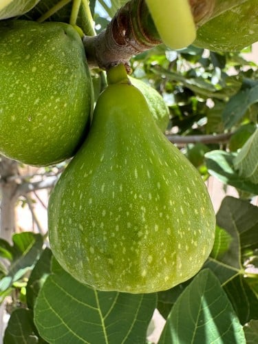 عقل تين ملك الصحراء