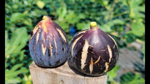 عقل تين دي مولا