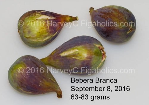 عقل تين بيبرا برانكا